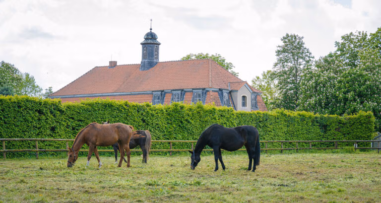 Drei Pferde grasen auf einer eingezäunten Weide in der Nähe von Schloss Hovestadt und hohen, belaubten Bäumen.