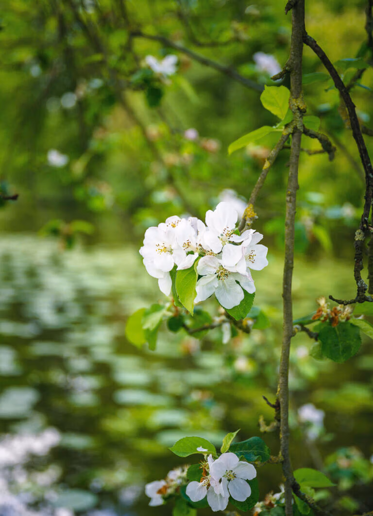 Weiße Blüten auf einem Ast im Schloss Hovestadt, dahinter ein verschwommener grüner Teich.