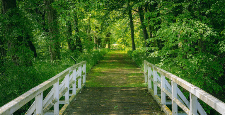 Über eine Holzbrücke gelangt man über einen schattigen grünen Weg durch dichte Bäume zum Schloss Hovestadt.