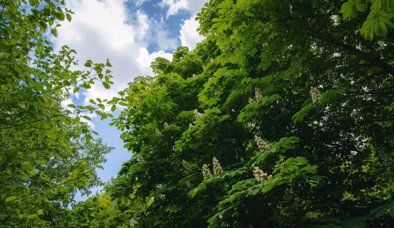 Grüne Laubbäume und weiße Blüten in der Nähe von Schloss Hovestadt unter einem teilweise bewölkten Himmel.