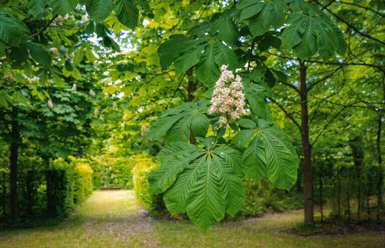 Große grüne Kastanienblätter und weiße Blüten spenden Schatten auf dem Gartenweg von Schloss Hovestadt.